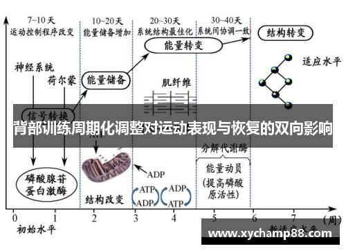 背部训练周期化调整对运动表现与恢复的双向影响